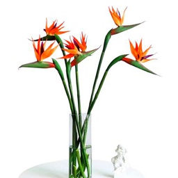 Bouquet de Strelitzia | DECOALIVE | Ramo de 10 Flores de Ave del Paraíso| Flores Frescas Naturales