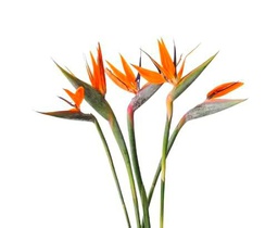 Bouquet de Strelitzia Ave del Paraíso Naranja con 10 Flores Aromáticas y Frescas