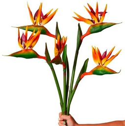 Bouquet de Flores de Strelitzia Frescas con 10 Flores para Regalar en Cualquier Ocasión Ave del Paraíso Naranja