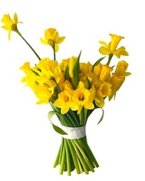 Bouquet de Narcisos Amarillos PREMIUM con 50 Flores