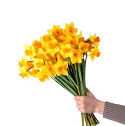 Bouquet de Narcisos Amarillos Flores Frescas con 50 Flores para Regalar en Cualquier Ocasión