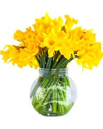 Bouquet de Narcisos | DECOALIVE | Ramo de 50 Narcissus Amarillos| Flores Frescas Naturales