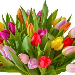 Bouquet de Tulipanes PREMIUM con 50 Flores de Diseño Elegante para Regalos Exclusivos