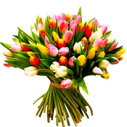 Bouquet de Tulipanes Frescos RAMO ESPECIAL con 50 Flores para Sorprender en Cualquier Evento