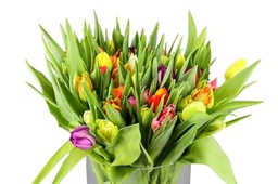 Bouquet de Tulipanes | DECOALIVE | Ramo de 50 Tulipanes Azules| Flores Frescas Naturales