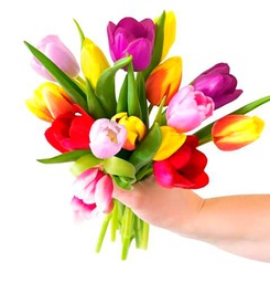 Bouquet de TULIPANES Frescos con 50 Flores Naturales