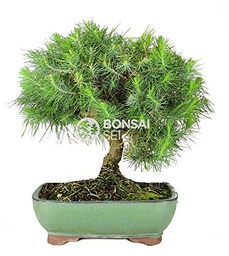 Bonsai - Pino de alepo/ Pim carrasco, 9 Años (Bonsai Sei