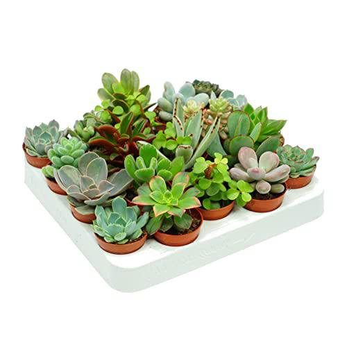 DECOALIVE Pack de 20 Plantas Suculentas Naturales para Decorar el Hogar