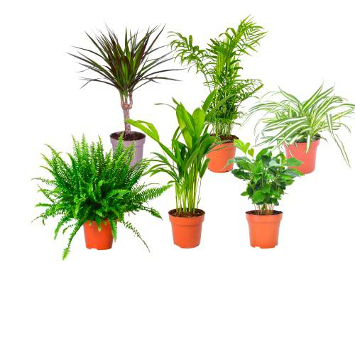 Plantas Pet Friendly DECOALIVE Pack Pro: Helecho, Palmera Areca