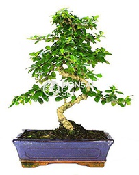 Bonsai - Carmona, 10 Años (Bonsai Sei - Carmona Microphylla)