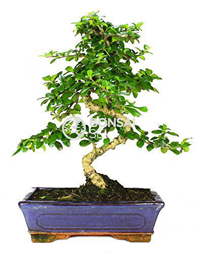 Bonsai - Carmona, 10 Años (Bonsai Sei - Carmona Microphylla)