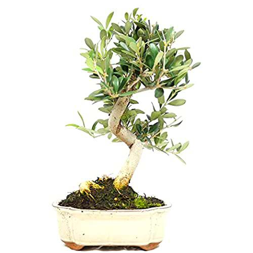 Bonsái Natural de Árbol de Olivo Planta para el Hogar