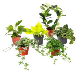 Plantas Trepadoras DECOALIVE Pack Pro: Jazmín de Madagascar