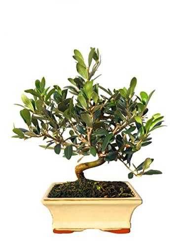 Olivo Bonsái para Decorar la Casa Árbol Natural