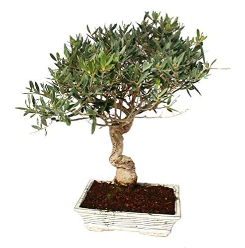 Olea Europaea Bonsái Olivo Árbol Natural para Coleccionistas