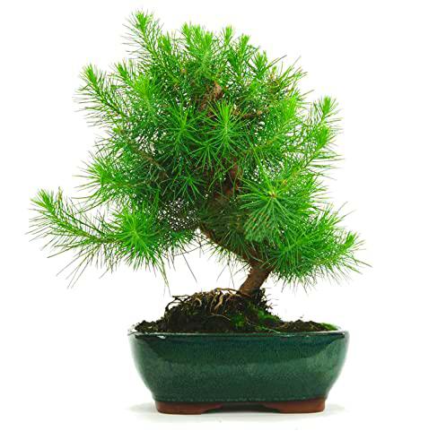 Bonsái Pinus Halepensis DECOALIVE Planta Natural de Interior y Exterior