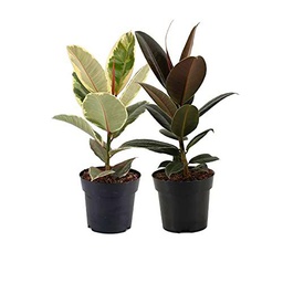 DECOALIVE Ficus Tineke y Ficus Abidjan Set de 2 Plantas de Interior Naturales (8436601571830)