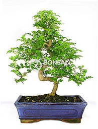 Bonsai - Falso pinimiento, 10 Años (Bonsai Sei - Zanthoxylum Piperitum)