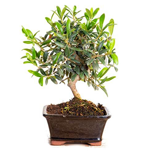 Olea Europaea Bonsái de Olivo Planta Natural de Gran Calidad