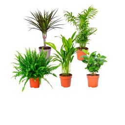 Plantas Pet Friendly DECOALIVE Pack Aficionado: Helecho