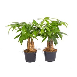 Duo de Árbol del Dinero Pachira Aquatica Plantas Naturales de Interior Set de 2 Unidades