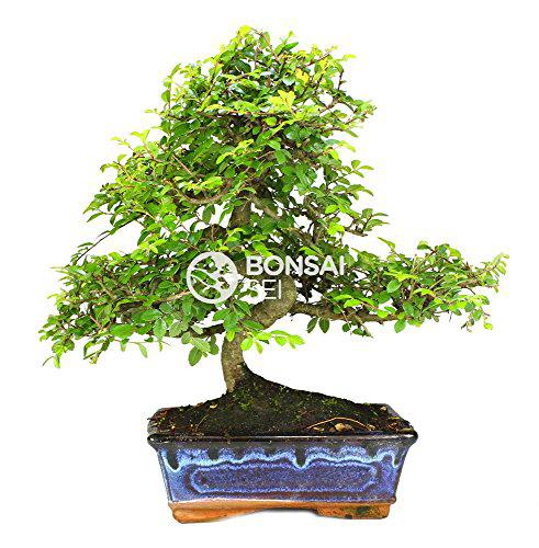 Bonsai - Olmo chino, 8 Años (Bonsai Sei - Zelkova Parvifolia)