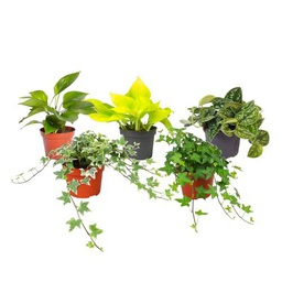 Plantas Trepadoras DECOALIVE Pack Aficionado: Potho Común