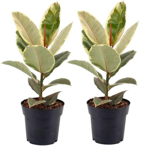 Ficus Variegata - Set 2 Unidades - Ficus Tineke - Plantas de Interior