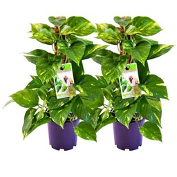 Potho Tutor 50cm -PACK 2 PLANTAS - Epipremnum Epipremnum Aureum Plantas Naturales