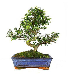 Bonsai - Olmo chino, 10 Años (Bonsai Sei - Zelkova Parvifolia)