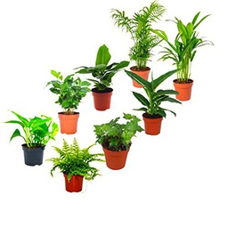 DECOALIVE Set Plantas Verdes II: Pothos, Planta del Café