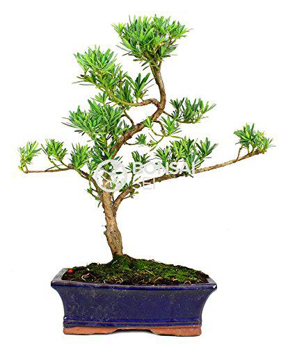 Bonsai - Podocarpo / Arbol de los budistas, 13 Años (Bonsai Sei