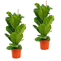 Ficus Lyrata Set de 2 Plantas Naturales de Buen Tamaño Plantas de Interior