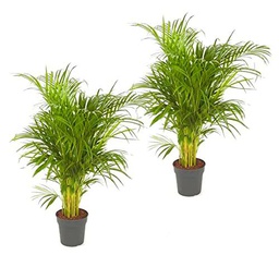 Pack de 2 Palmeras Areca Naturales Grandes Dypsis Lutescens Plantas de Interior