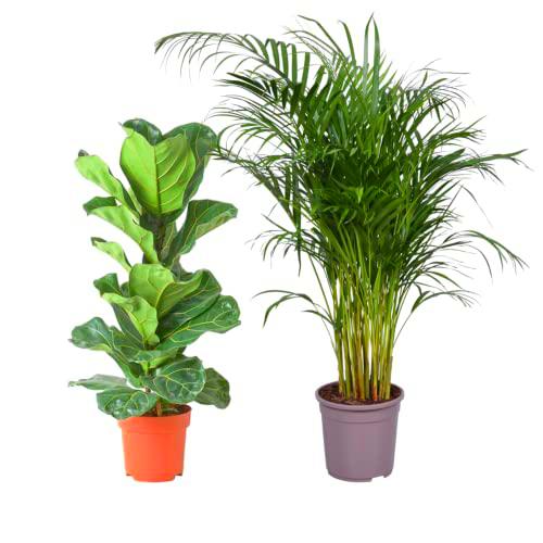 Pack Ficus Lyrata Higuera Violín y Palmera Areca Dypsis Lutescens Plantas de Interior Grandes