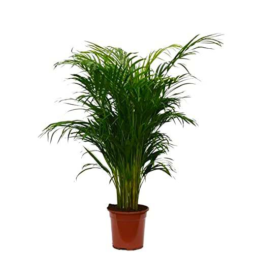 Palmera Areca Grande 90cm Ideal para Decorar la Casa Planta Natural