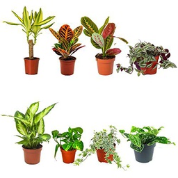 Set Plantas Interior Alto Contraste I: Tronco de Brasil