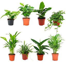 Pack de 8 Plantas de Interior con Hojas Verdes II: Potho