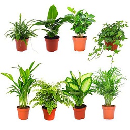 Pack de 8 Plantas de Interior con Hojas Verdes I: Helecho Espada