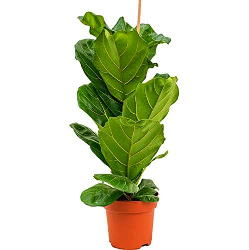 Ficus Lyrata Planta Natural para Decorar el Hogar