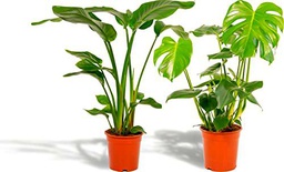 Set Plantas de Interior Tropicales - Strelitzia y Monstera Deliciosa