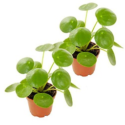 Planta del Dinero China - Pack de 2 Unidades - Pilea Peperomioides