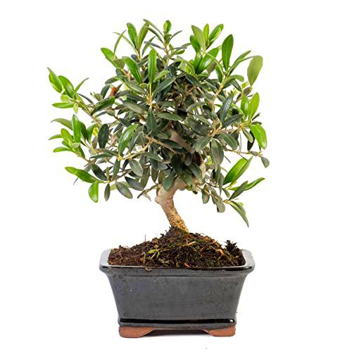 Bonsái Olivo DECOALIVE Planta Natural Bonsái Olea Europaea