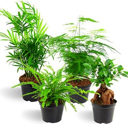 Plantas Tropicales de Interior - Set de 4 Plantas Naturales