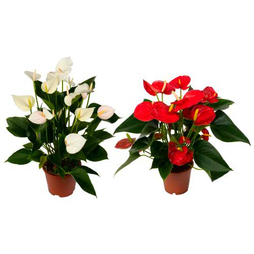 Anthurium Blanco &amp; Anthurium Rojo Set de 2 Plantas Naturales con Flores Blancas y Flores Rojas