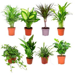 Jungle Pack DECOALIVE Set de 8 Plantas de Interior Naturales Todas Diferentes (8436601575012)