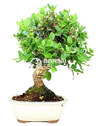 Bonsai - Encina, 12 Años (Bonsai Sei - Quercus)