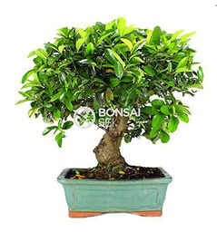 Bonsai - Espino de fuego, 14 Años (Bonsai Sei - Pyracantha)