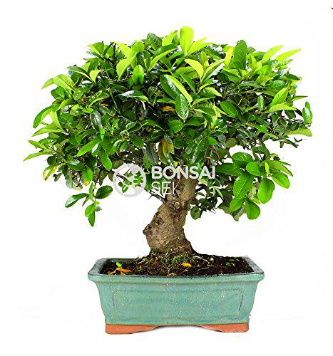 Bonsai - Espino de fuego, 14 Años (Bonsai Sei - Pyracantha)