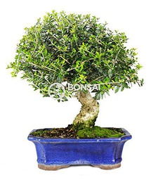 Bonsai - Acebuche, 16 Años (Bonsai Sei - Olea Europaea Sylvestris)